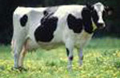 Dairy & Livestock Machinery Dairy & Livestock Machinery
